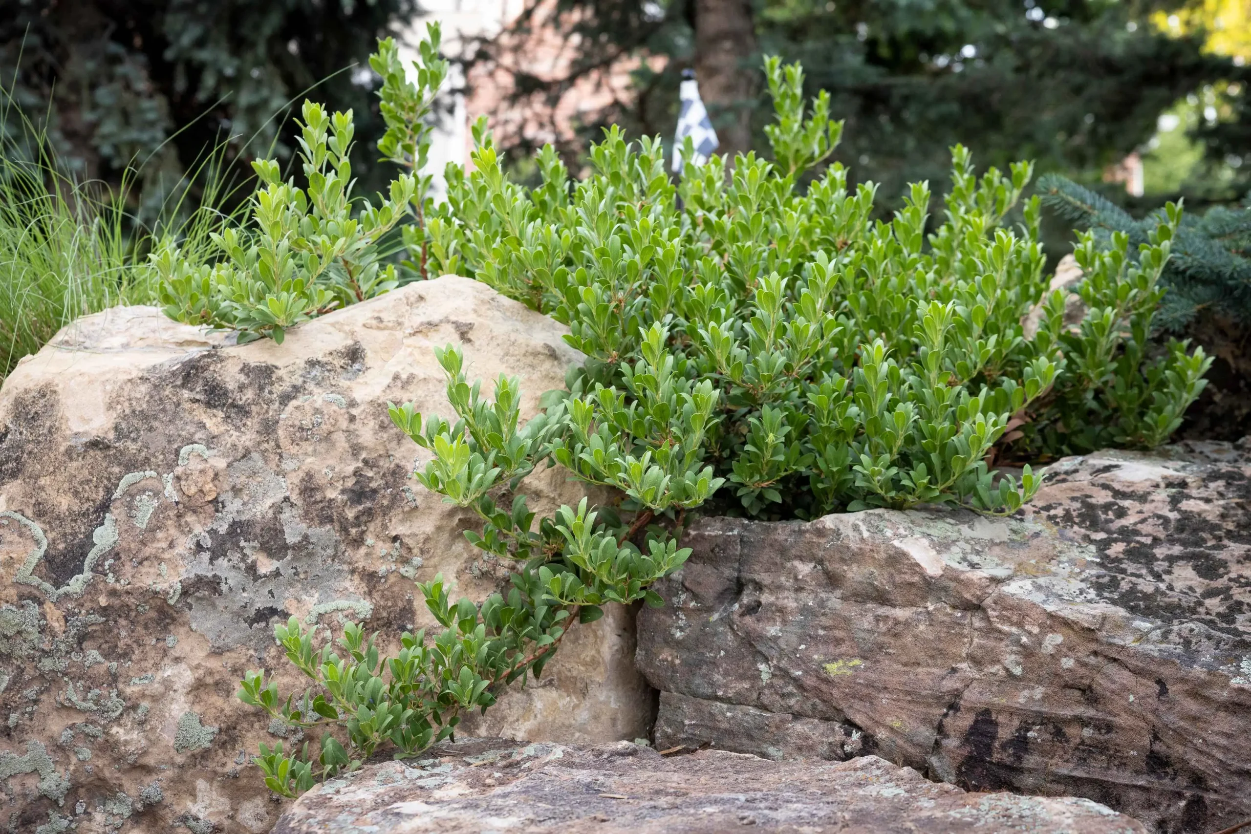 Xeriscape garden design featuring native Colorado ornamental grasses, blooming shrubs, and a natural stone retaining wall.