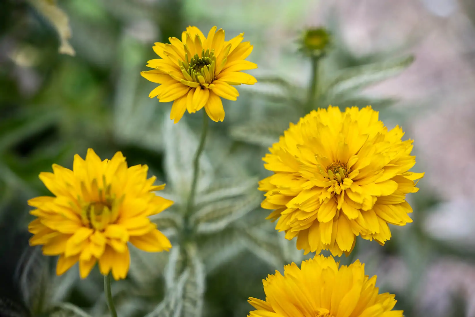 perennials for colorado garden