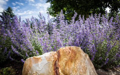 Xeriscaping: The Advantages of a Drought-Tolerant Landscape in Colorado