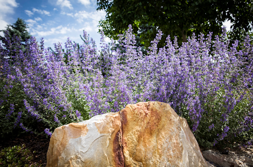 xeriscaping benefits