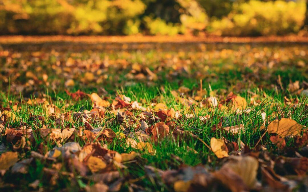 Seasonal Landscape Maintenance Checklist for Fall