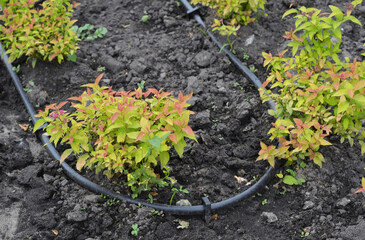 drip irrigation