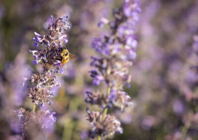 Bumblebee on Purple Flowers