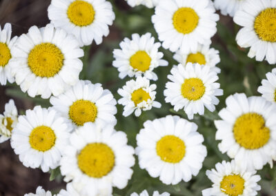 Cluster of Daisies