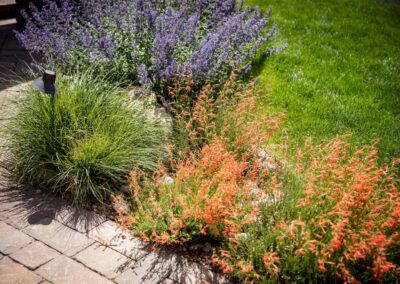 colorado native plantings