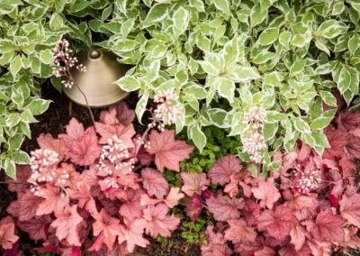 colorful foliage garden