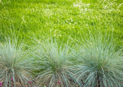 grass plants