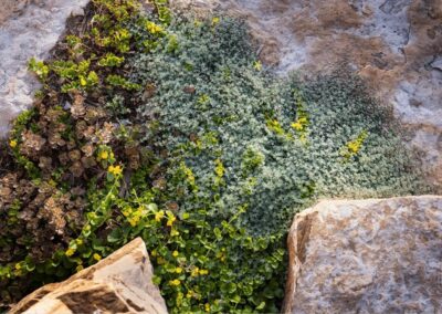 ground cover