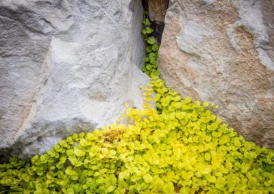 ground cover with stone