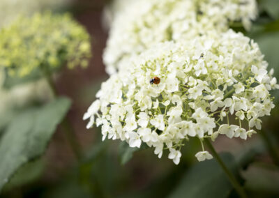 Hydrangea with Ladybug Visitor