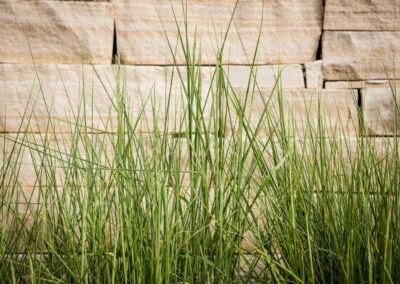 landscape garden colorado