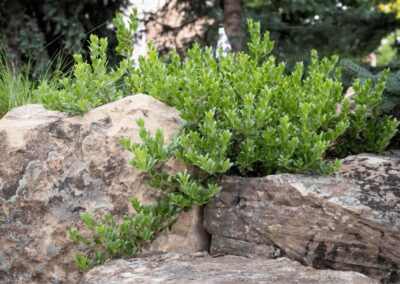 mountain plants in colorado