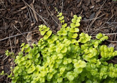 mulch and plants