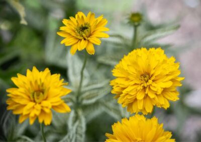 native mountain plants