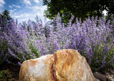 native plants in landscapes