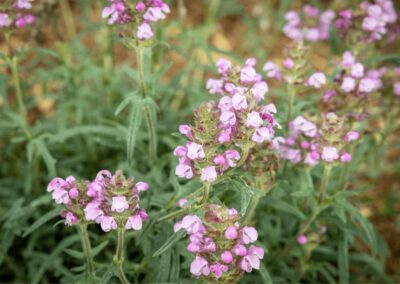 natural landscape plants colorado