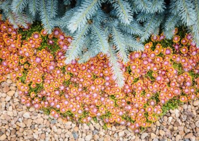 patio landscaping