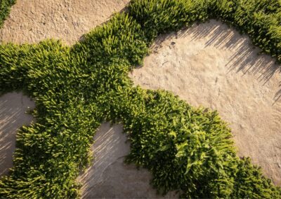 plants between stone pathway