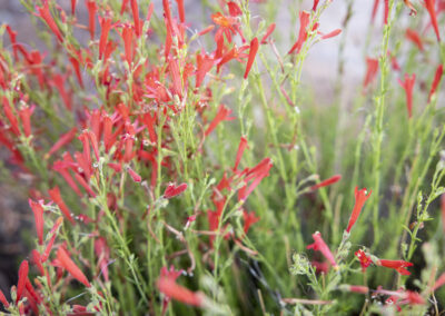 Red Penstemon Flowers