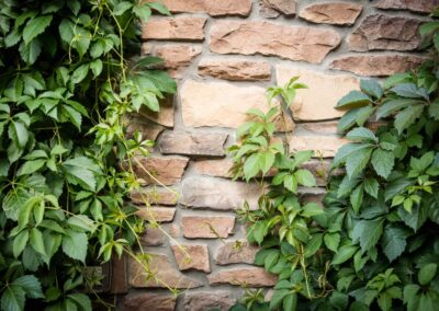 stone wall with plants