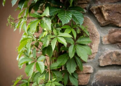 trailing landscape plants