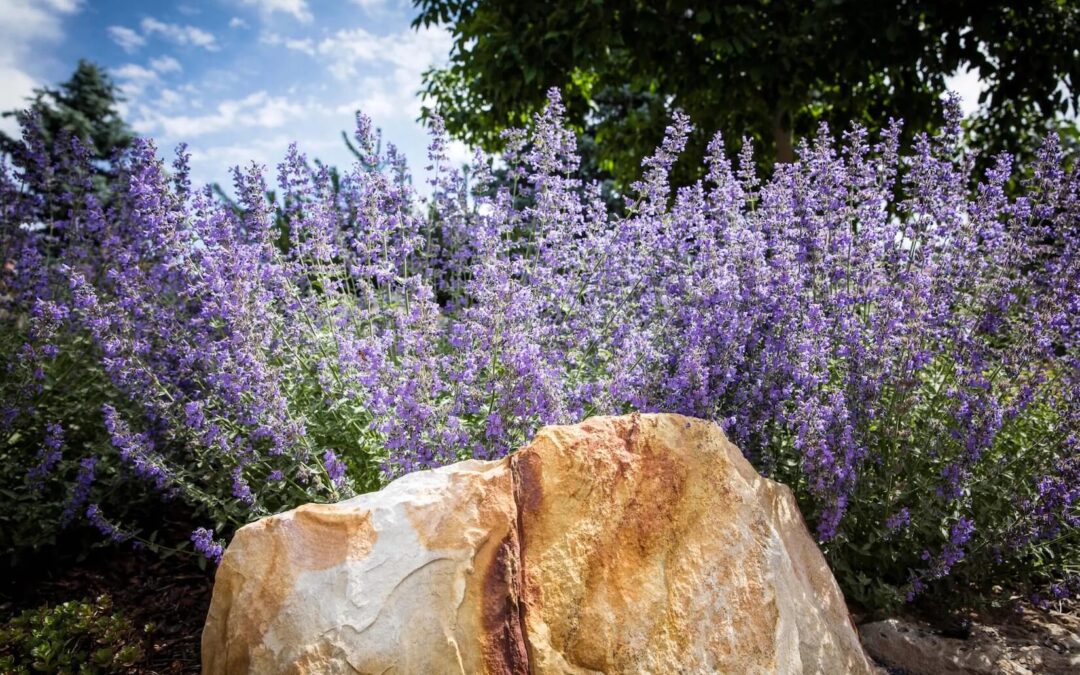 Xeriscaping: The Advantages of a Drought-Tolerant Landscape in Colorado