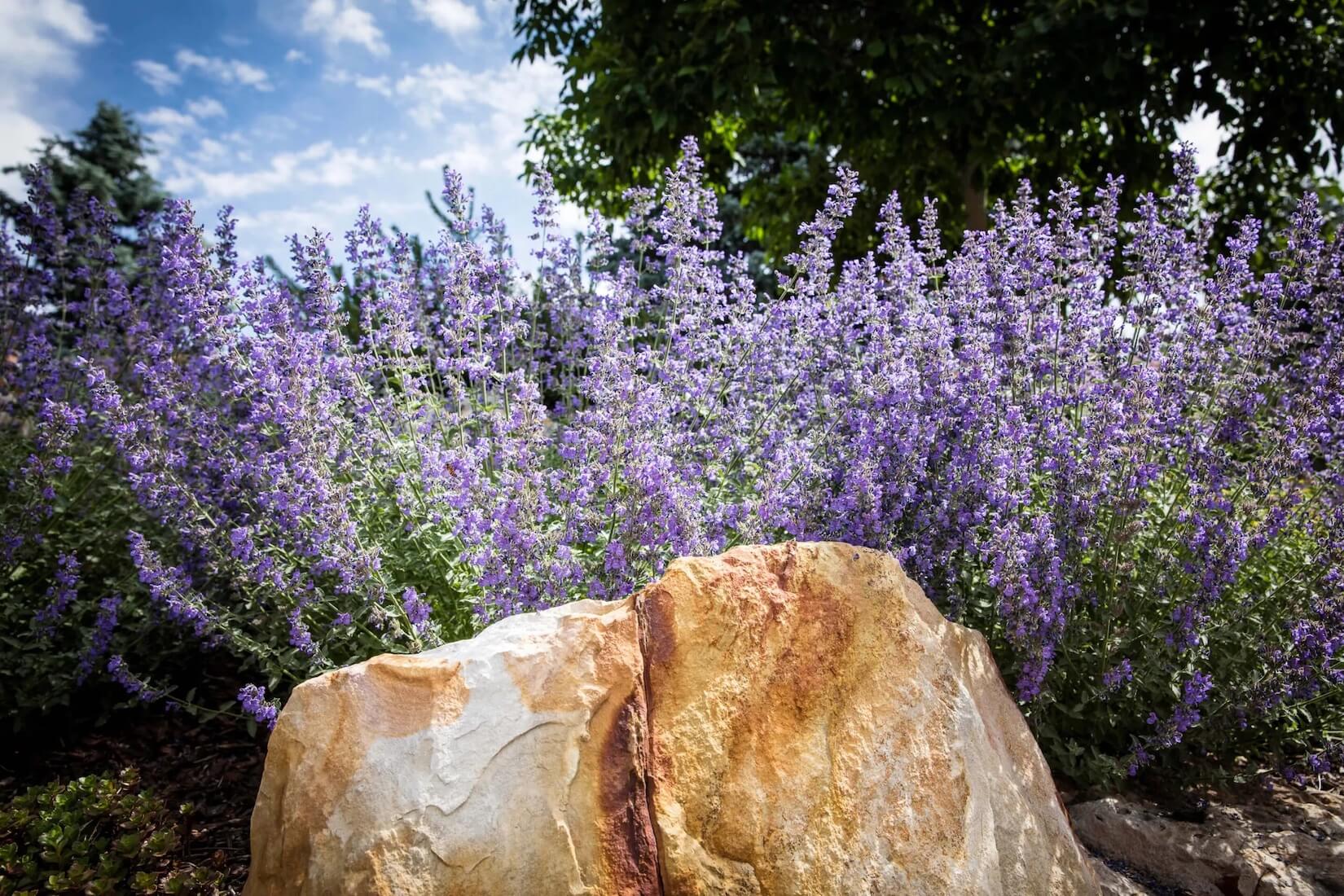 xeriscaping benefits