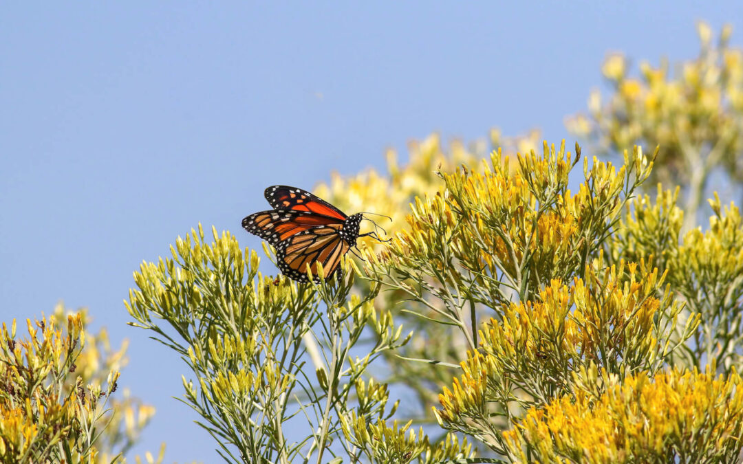 Rabbitbrush – A Native Shrub West of the Rockies
