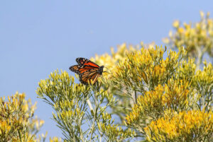 rabbitbrush