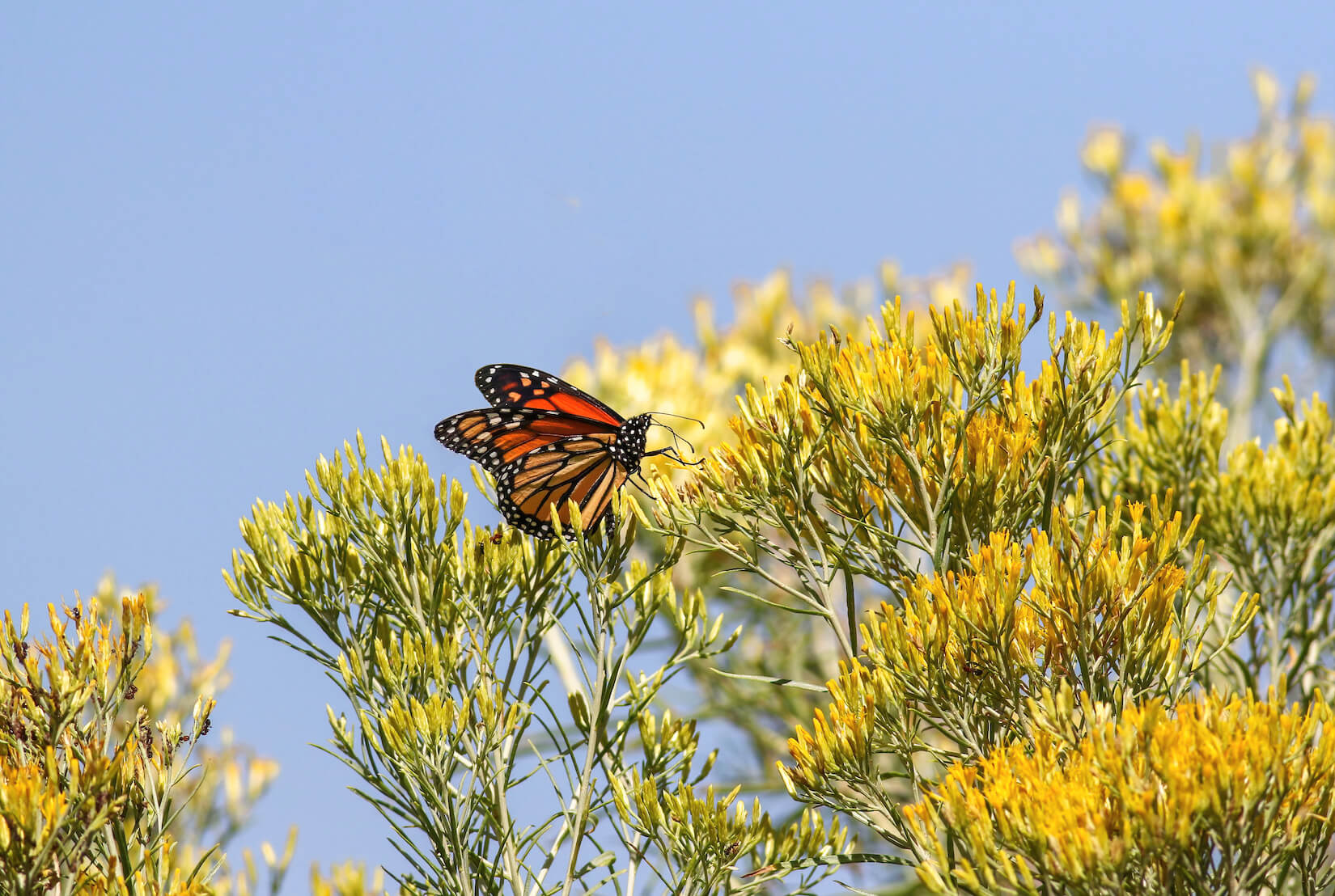 rabbitbrush