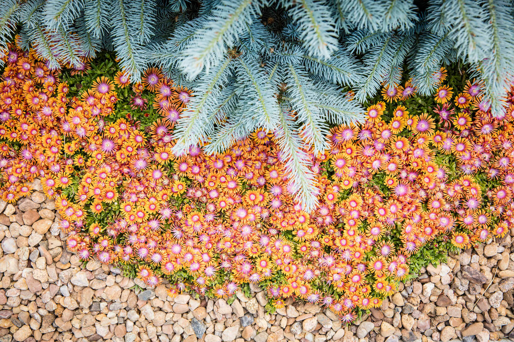 grass alternatives