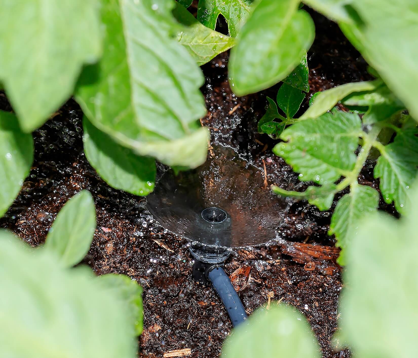 what is a drip irrigation system