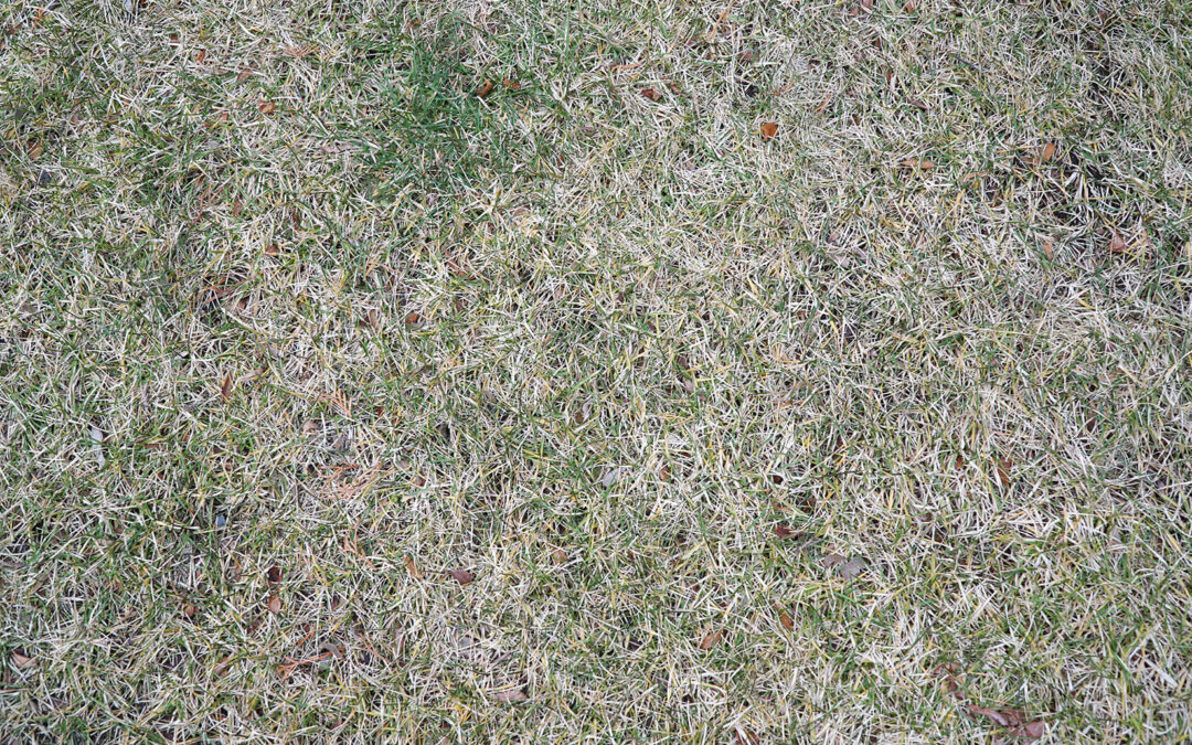 When to Water Your Denver Garden During a Dry Winter