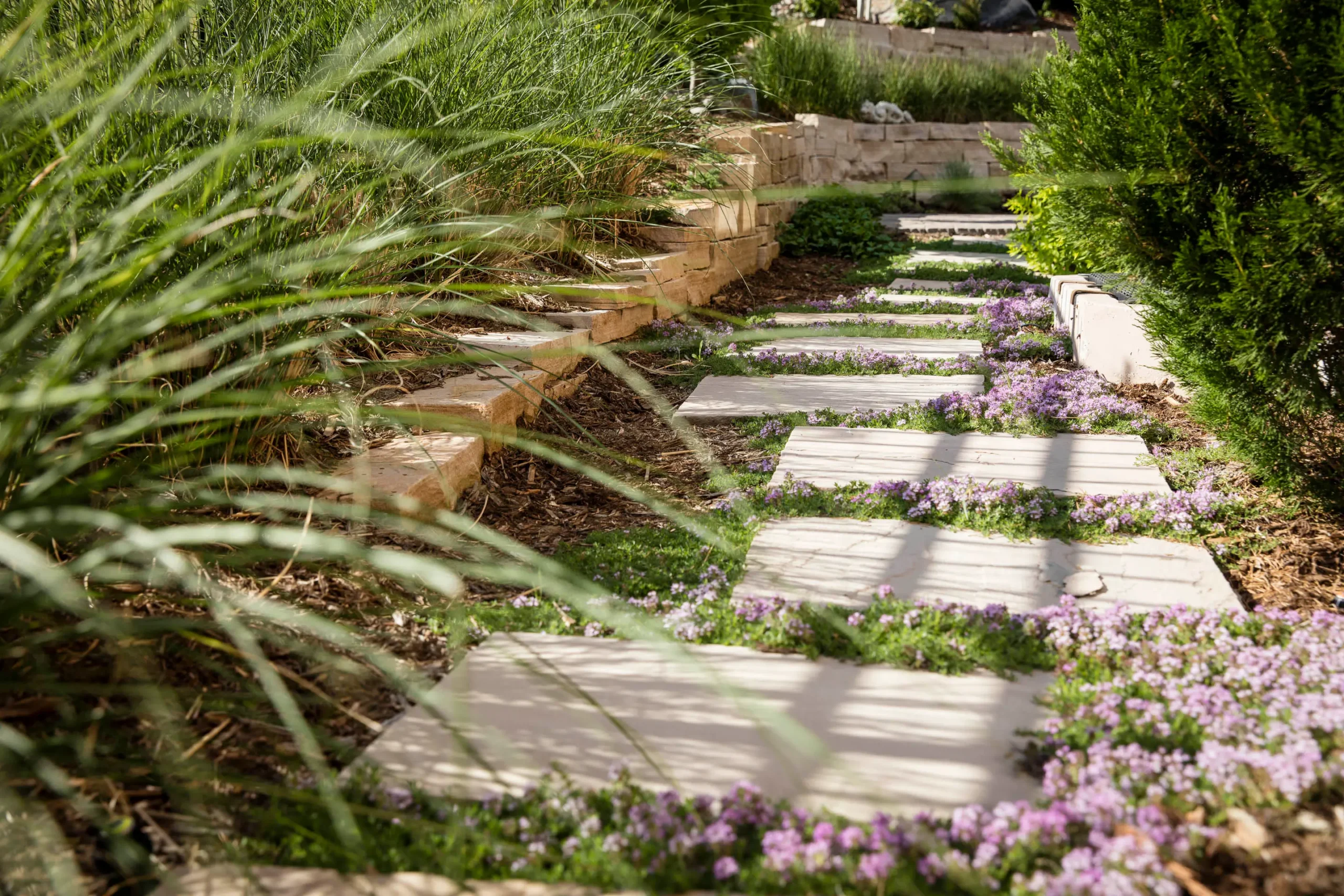 lawn-replacement-flagstone-pathway-groundcover Flagstone stepping stone pathway lined with creeping purple groundcover and natural stone retaining walls replacing grass lawn in a Colorado yard.
