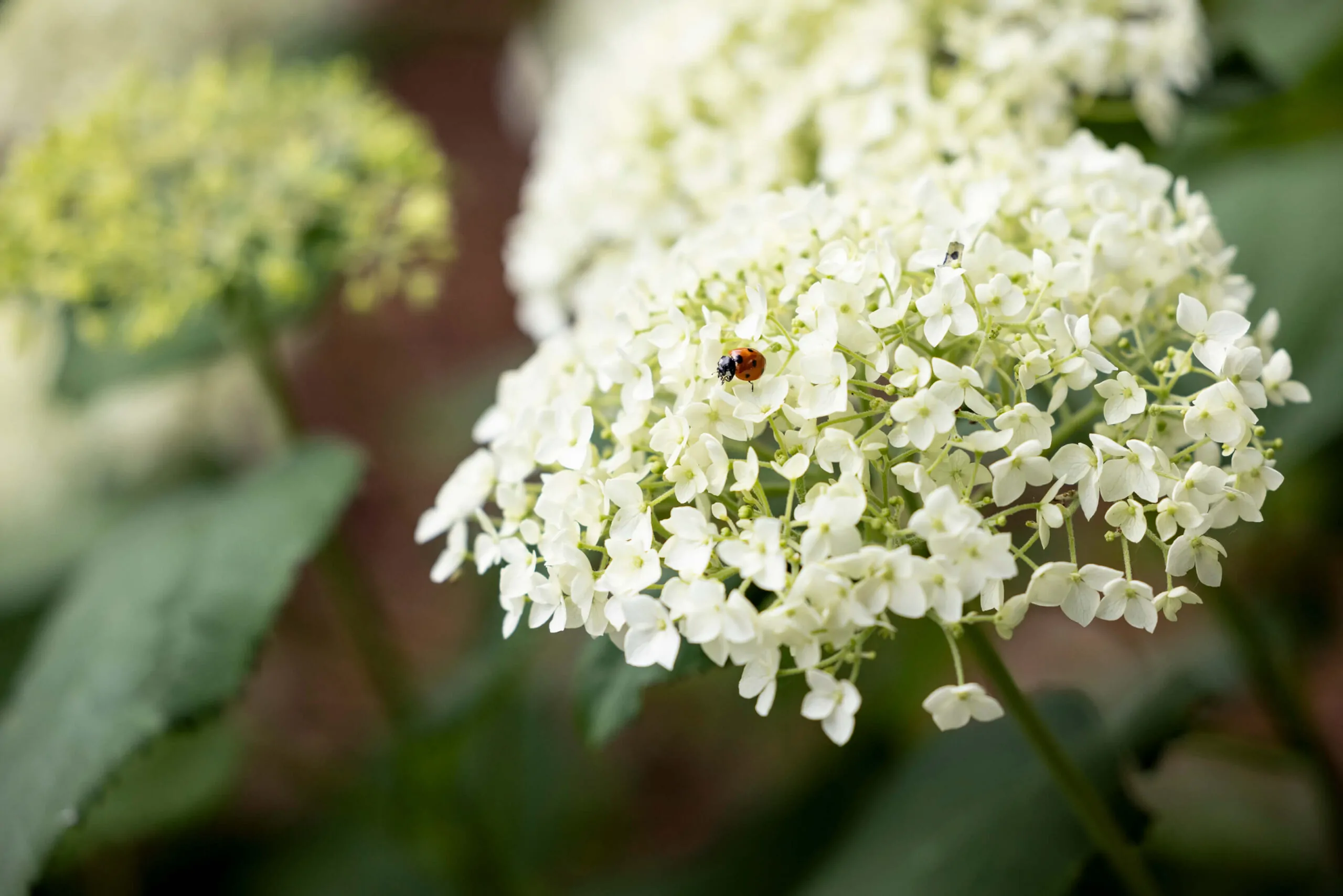 Lush softscape garden bed featuring blooming perennial flowers, shrubs, and natural plant life.