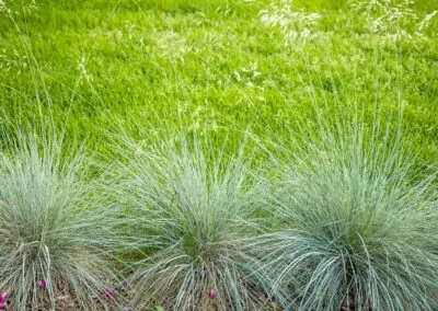 grass plants