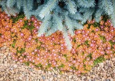 patio landscaping