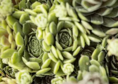 unique plants for landscaping