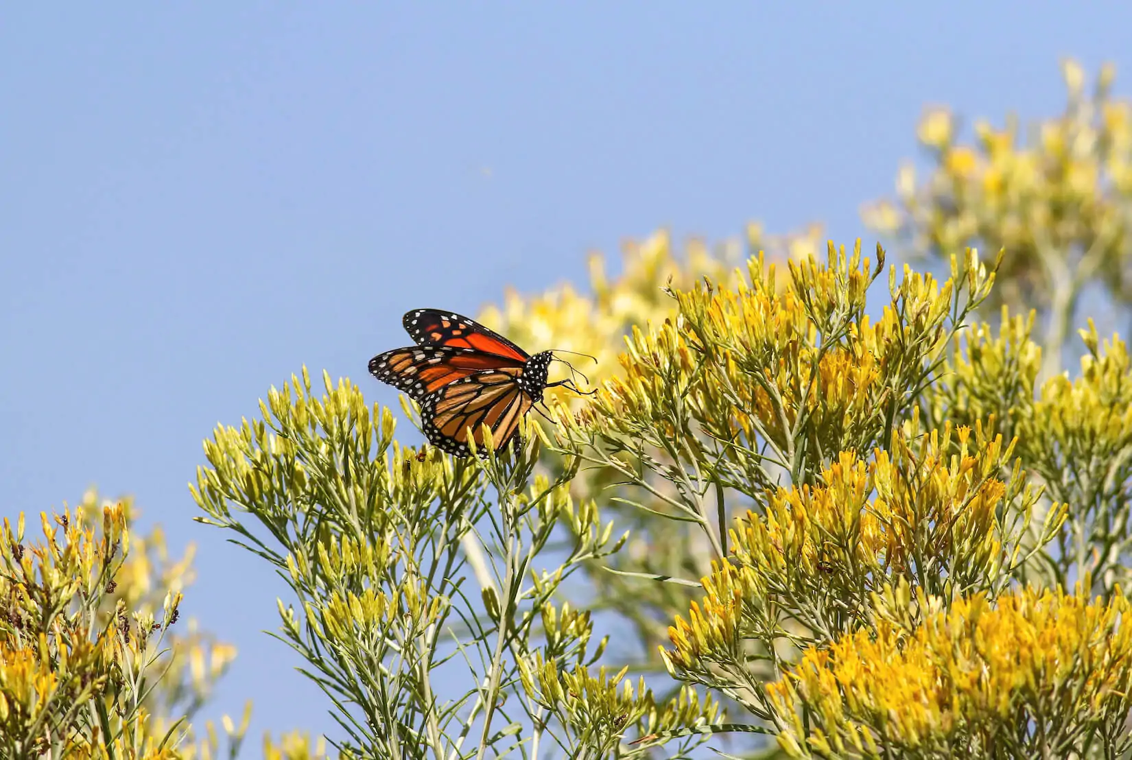 rabbitbrush rabbitbrush