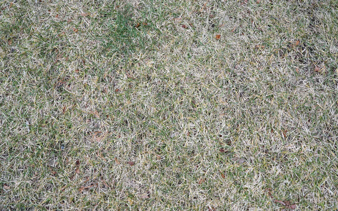 When to Water Your Denver Garden During a Dry Winter